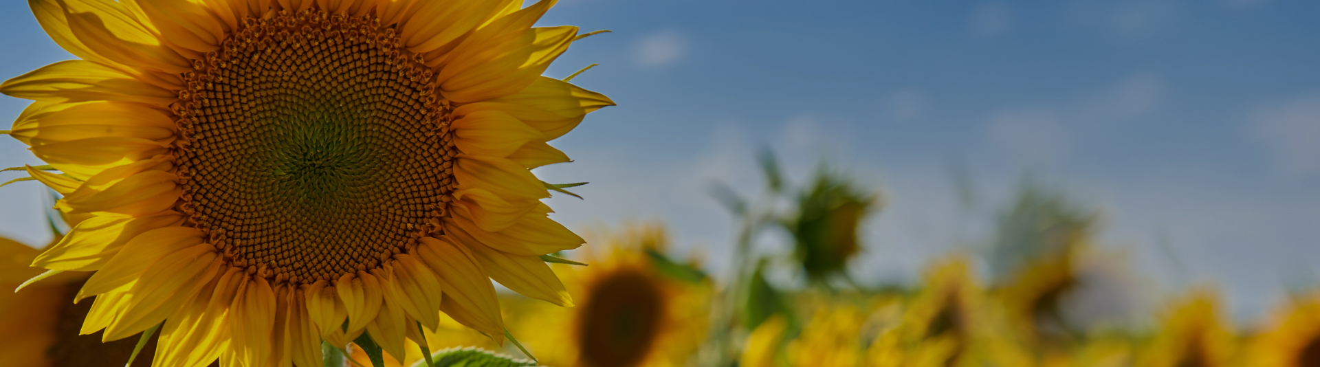 main_top_visual_banner